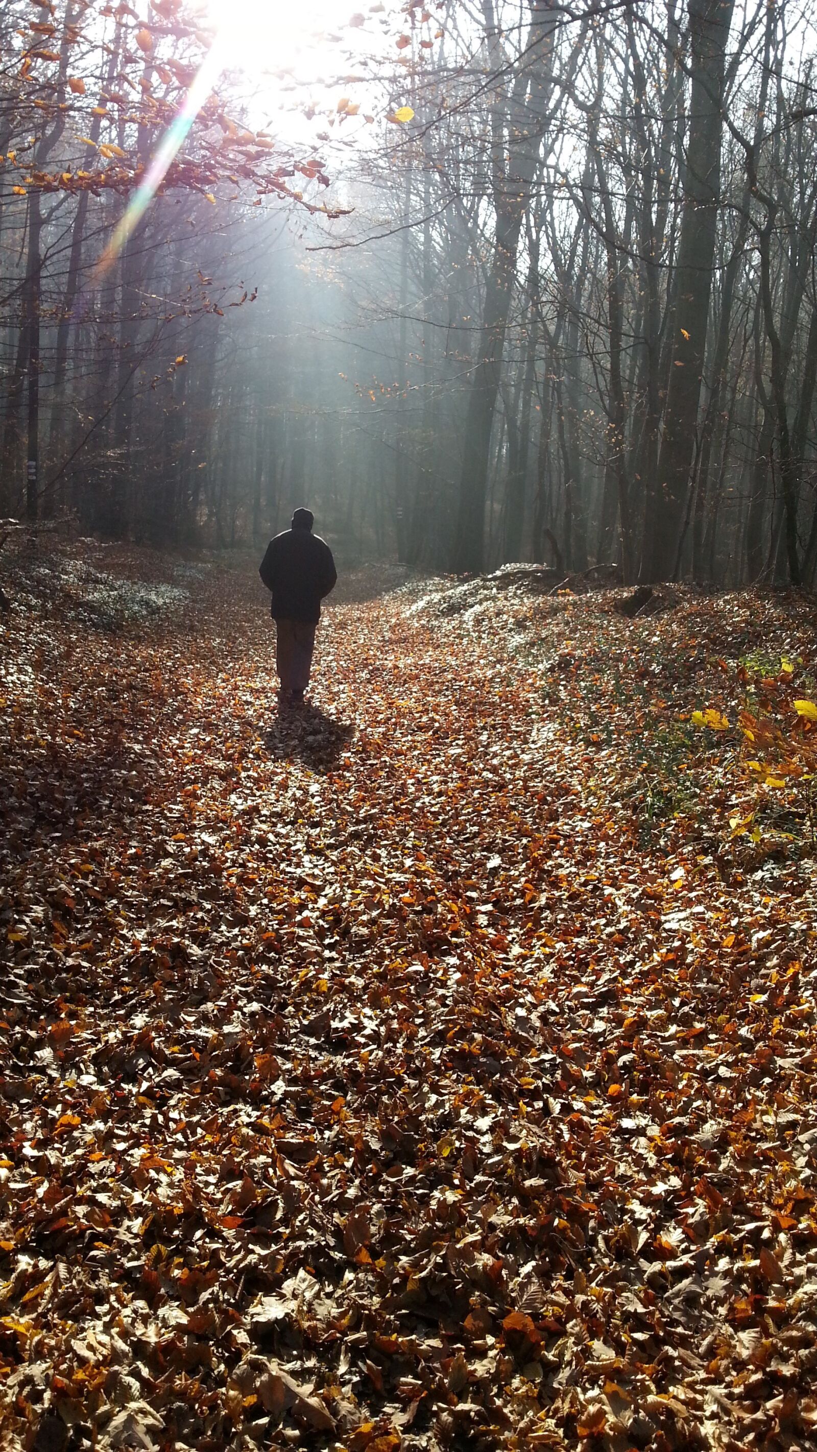 Samsung Galaxy S3 sample photo. Forest, woods, leaves photography