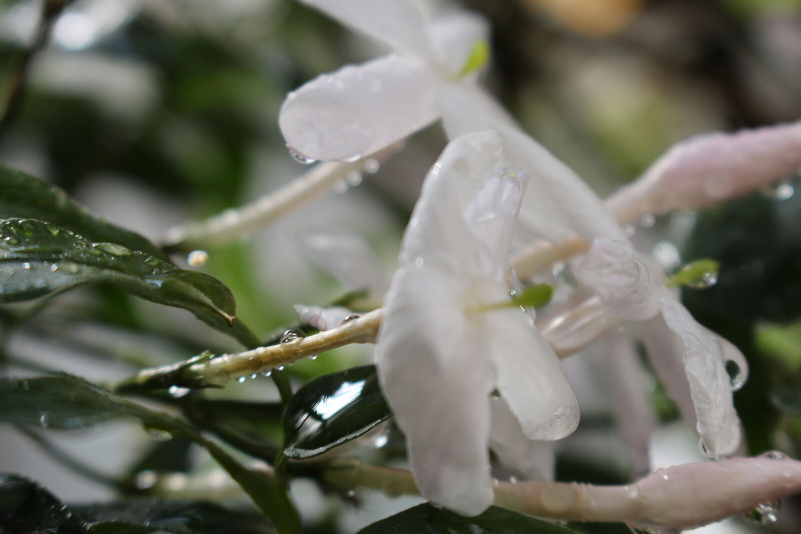 Canon EOS 700D (EOS Rebel T5i / EOS Kiss X7i) sample photo. Balcony, city, dry, flower photography