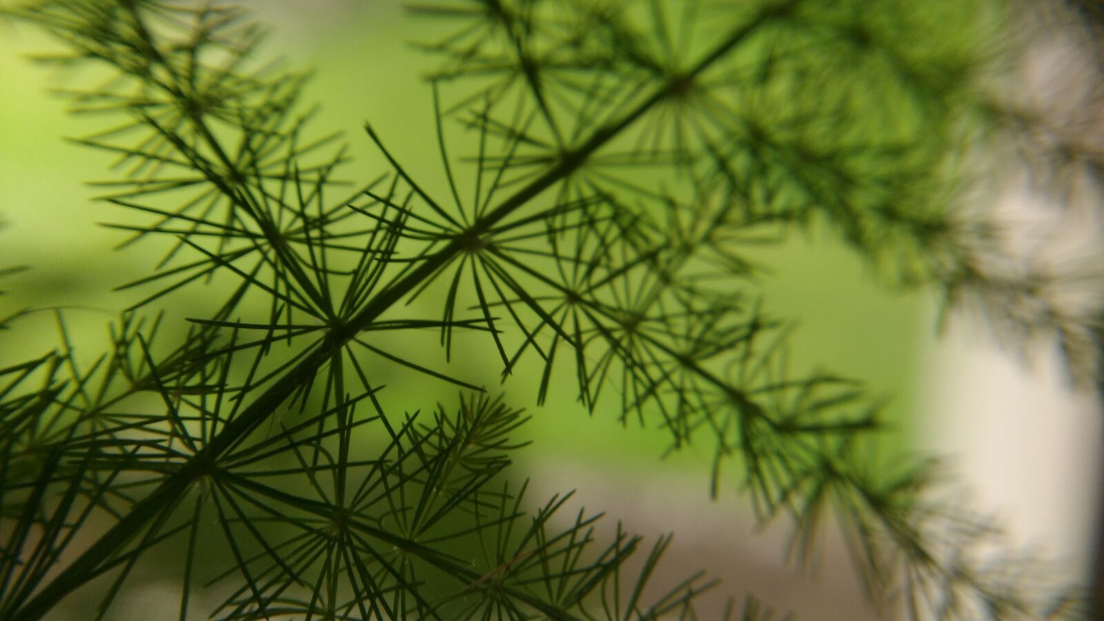 Motorola MotoG3 sample photo. Macro, green plant, thorn photography
