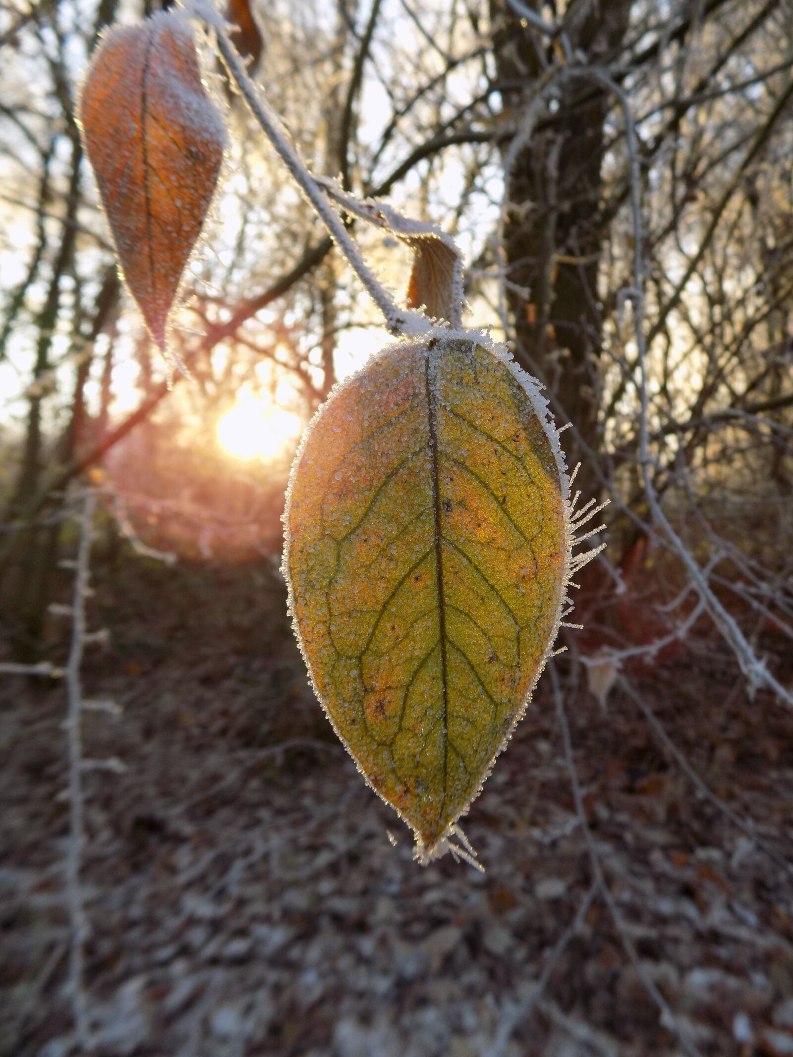 Nikon COOLPIX L340 sample photo. Frost, cold, frozen photography