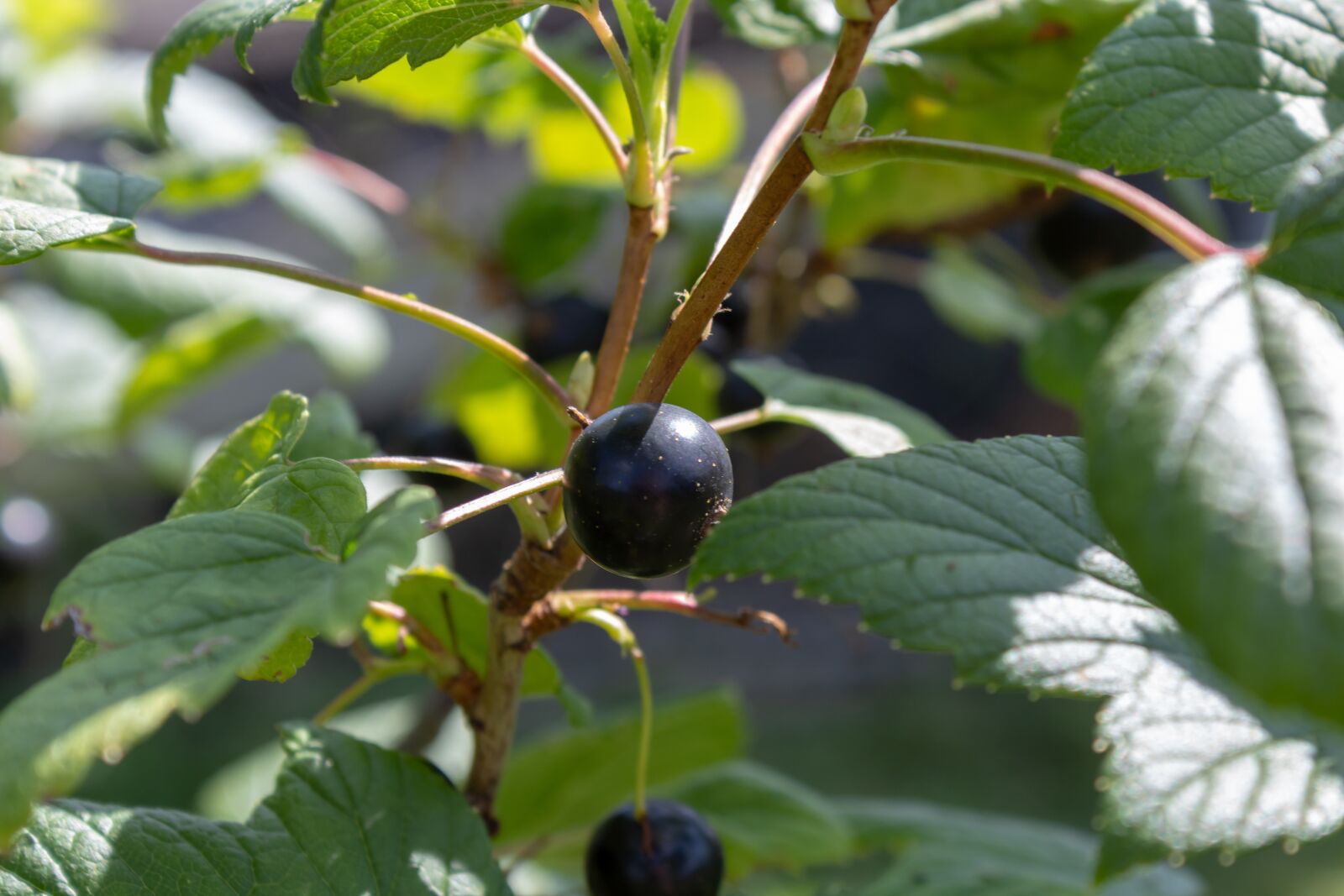 Canon EOS 1300D (EOS Rebel T6 / EOS Kiss X80) sample photo. Currant, berry, black photography