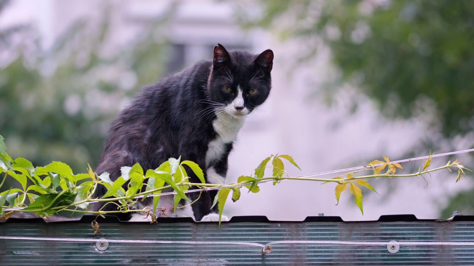 Nikon D5300 sample photo. Cat, pet, domestic photography