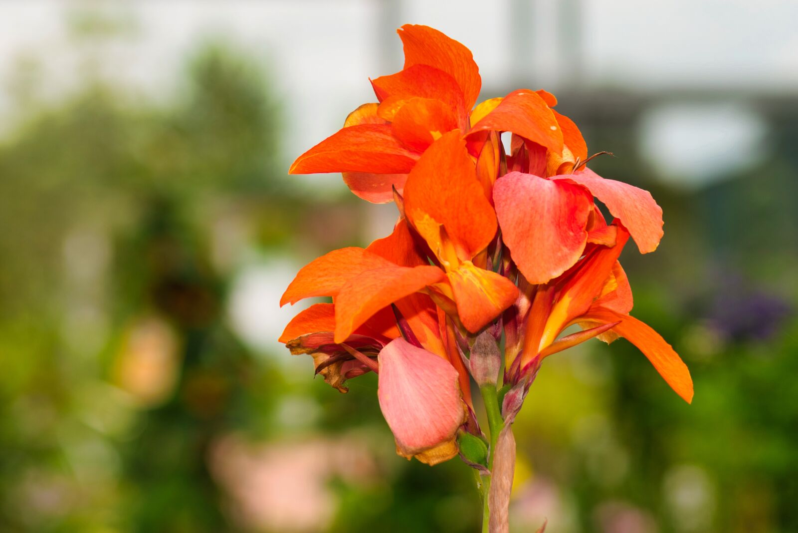 Nikon D5500 sample photo. Flower, orange, nature photography