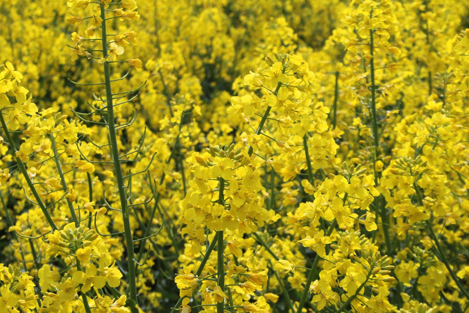 Canon EOS 500D (EOS Rebel T1i / EOS Kiss X3) sample photo. Rapeseed, spring, yellow photography