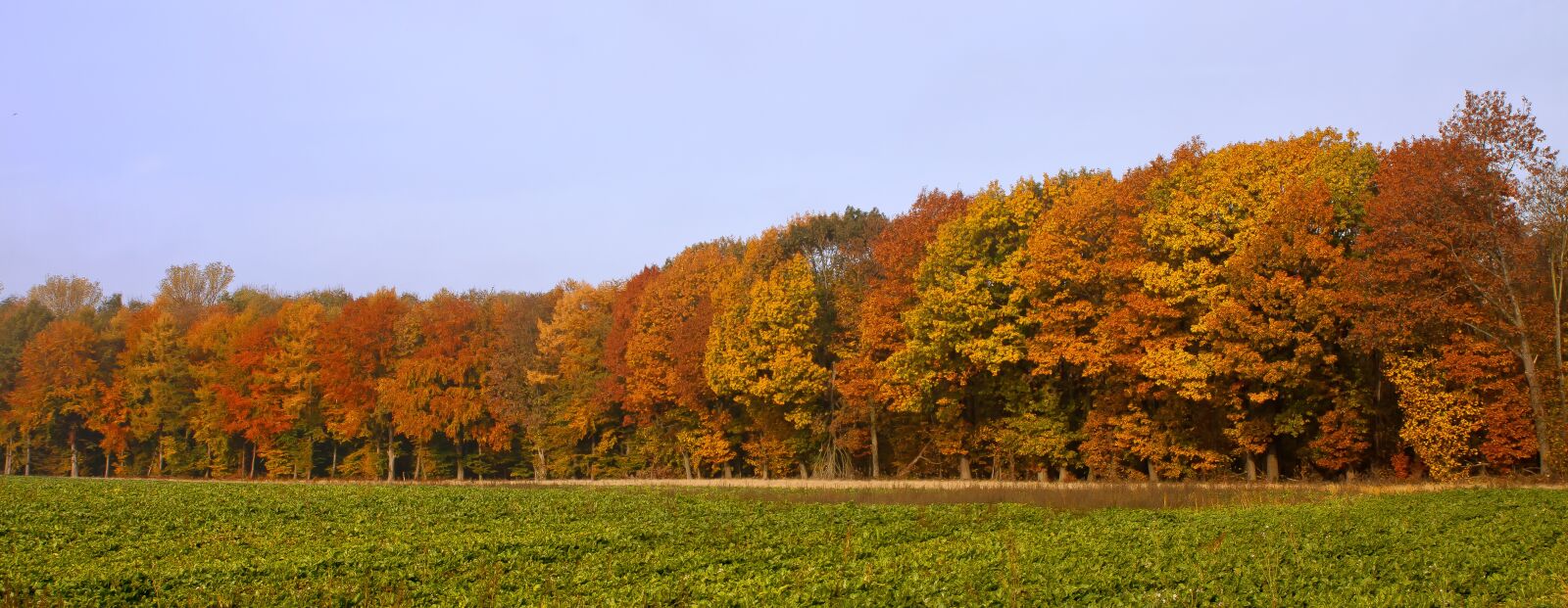 Canon EOS 50D sample photo. Forest, autumn, colorful photography