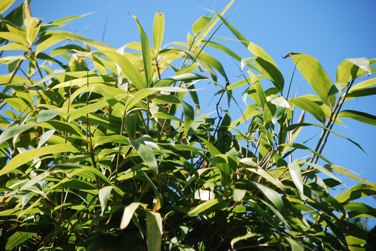 Nikon D60 sample photo. Bamboo, nature, sky photography