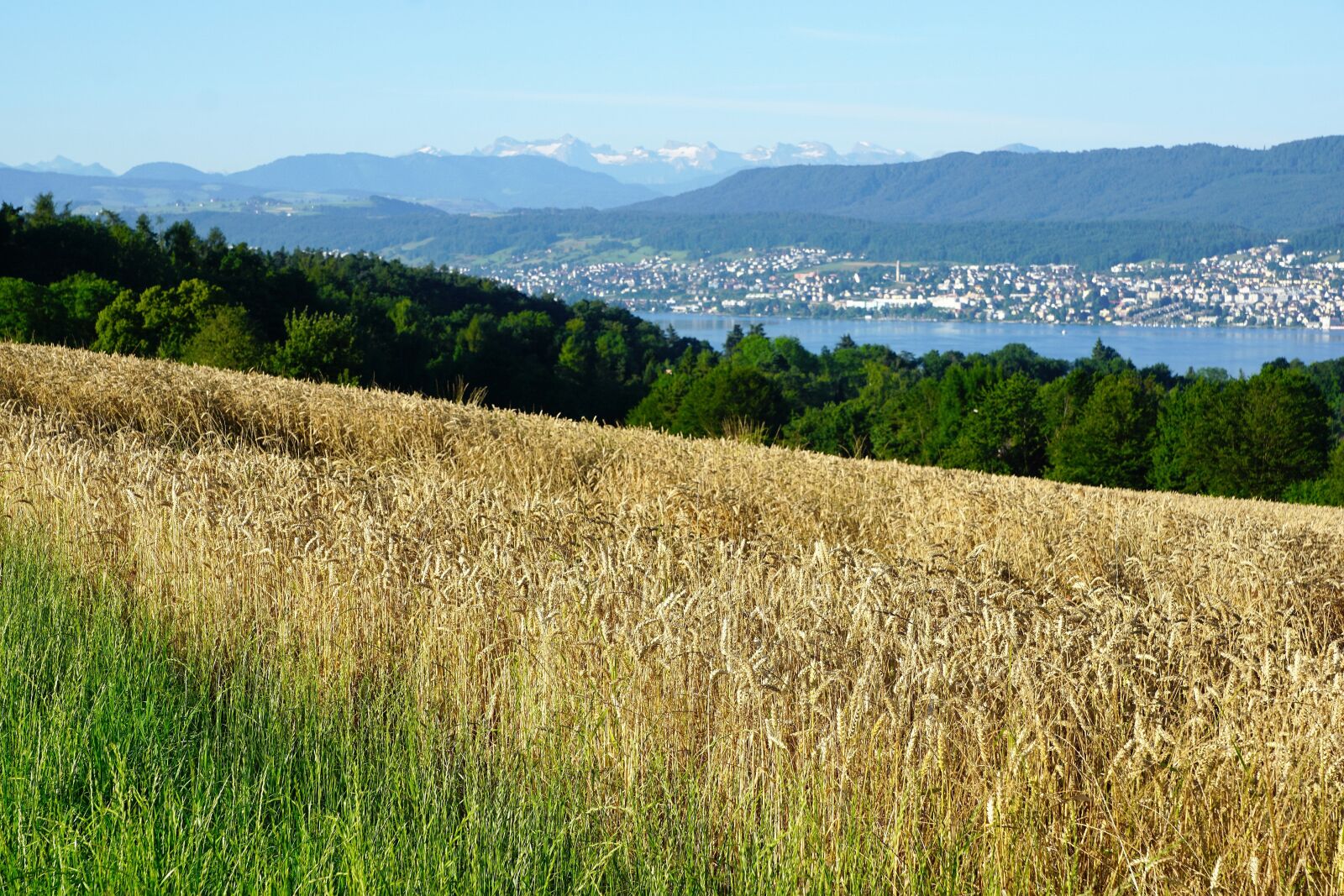 Sony ILCA-77M2 + Sony DT 16-50mm F2.8 SSM sample photo. Zollikon, switzerland, swiss photography