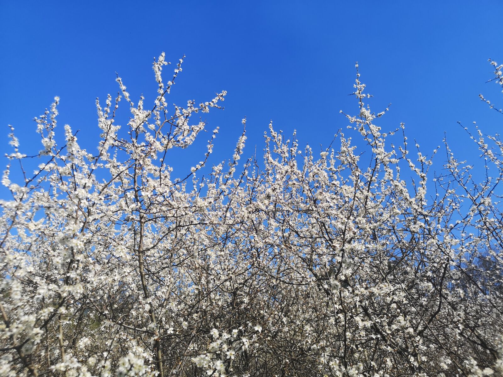 HUAWEI CLT-L09 sample photo. Nature, sky, blue photography