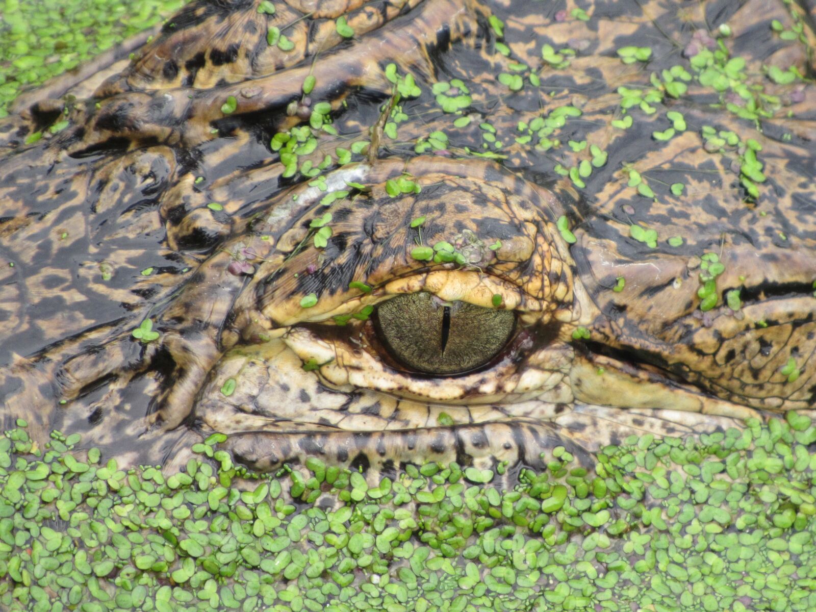 Canon PowerShot SX520 HS sample photo. Aligator, eye, basking photography