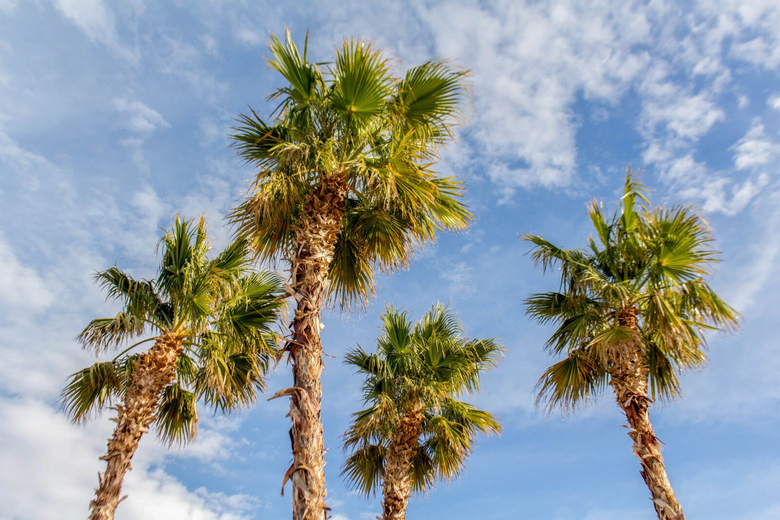 Canon EOS 700D (EOS Rebel T5i / EOS Kiss X7i) sample photo. Palm, tree, tropical photography