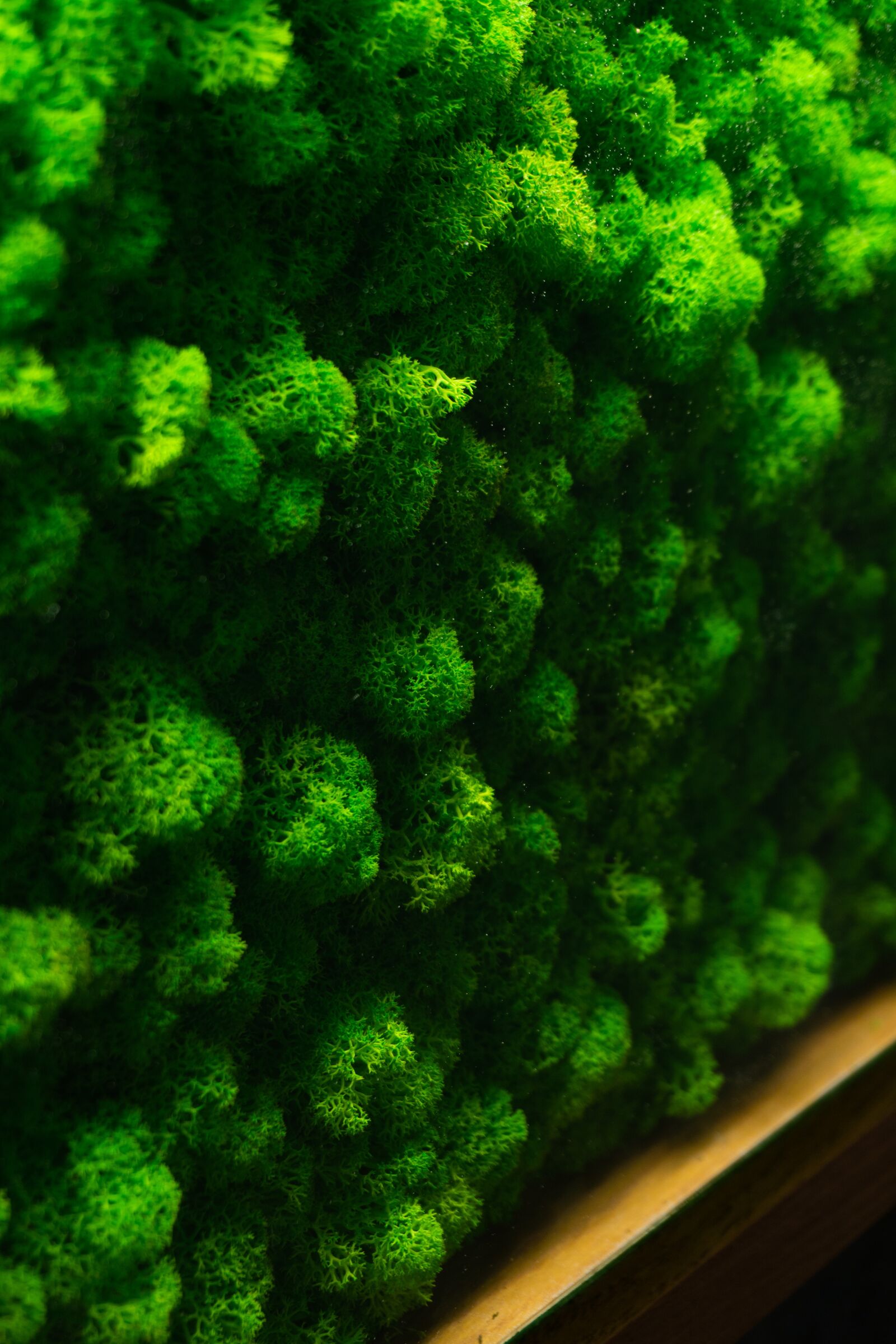 Sony a6300 sample photo. Green, vodorosli, decor photography