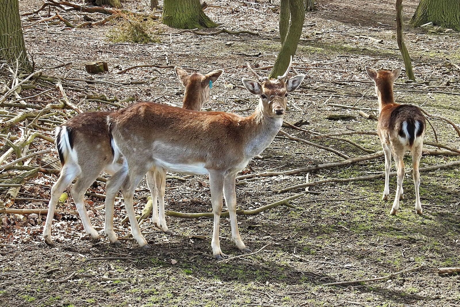 Nikon Coolpix P900 sample photo. Deer, fallow deer, forest photography