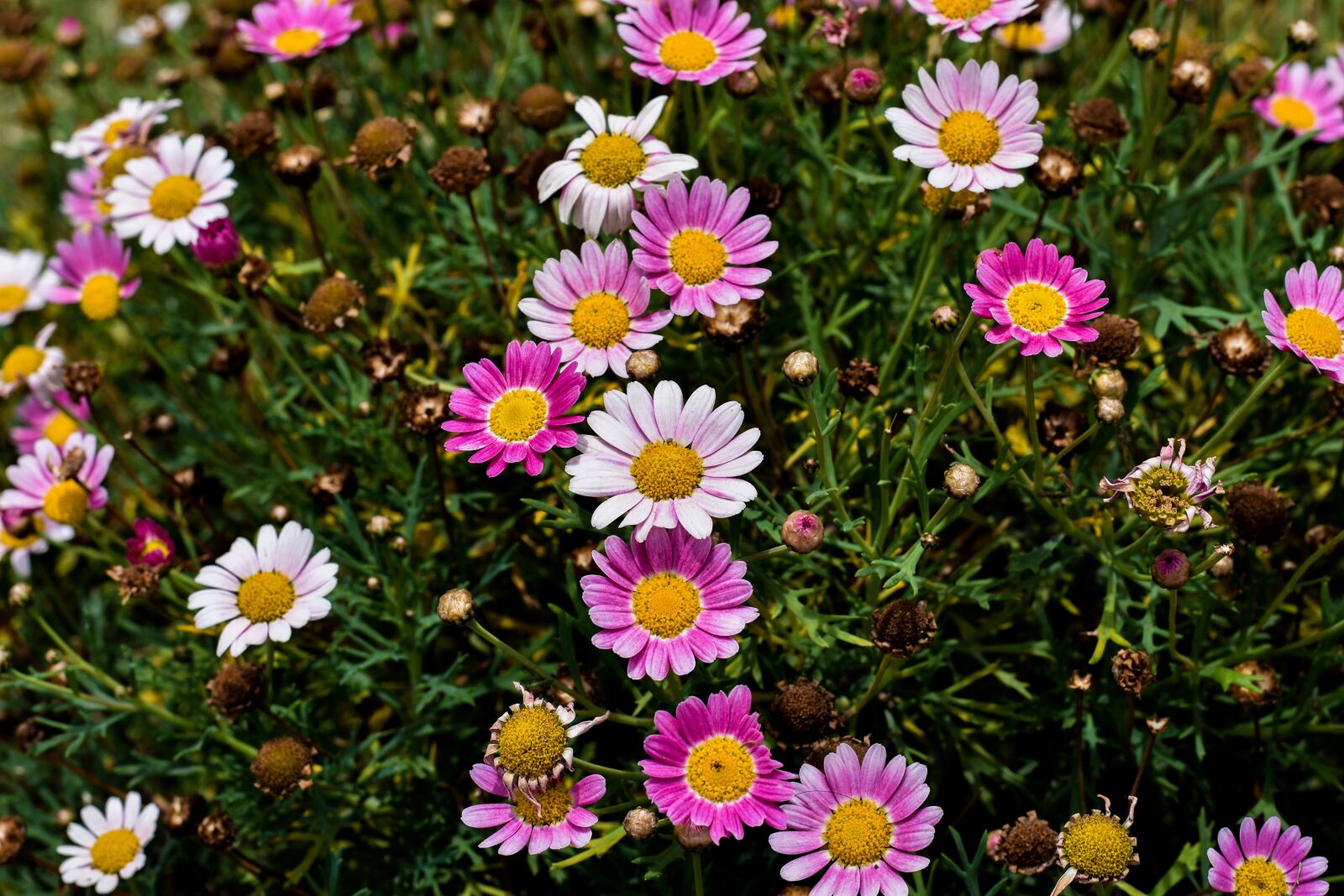 Nikon D3400 sample photo. Flowers, small, decorative photography