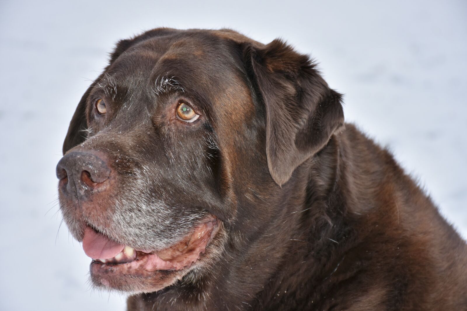 Nikon D7200 sample photo. Dog, animal, pet photography