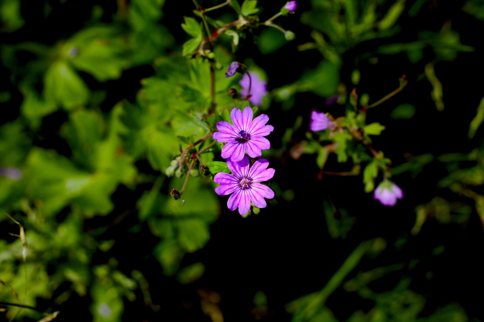 Canon EOS 1100D (EOS Rebel T3 / EOS Kiss X50) sample photo. Flower, violet, purple flower photography
