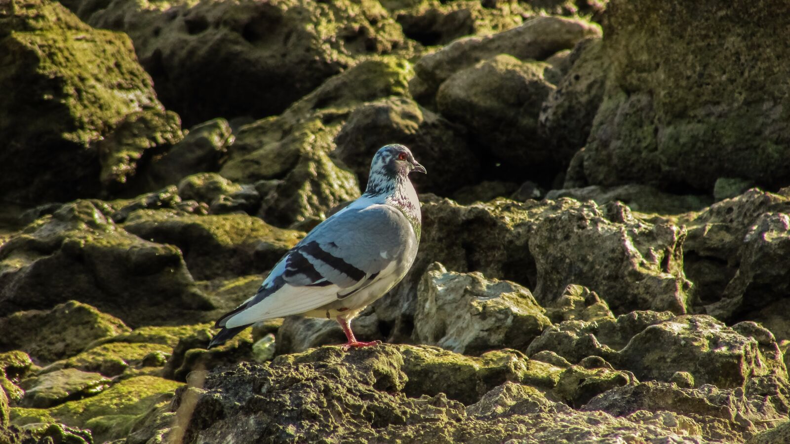 Canon PowerShot SX400 IS sample photo. Pigeon, bird, wildlife photography