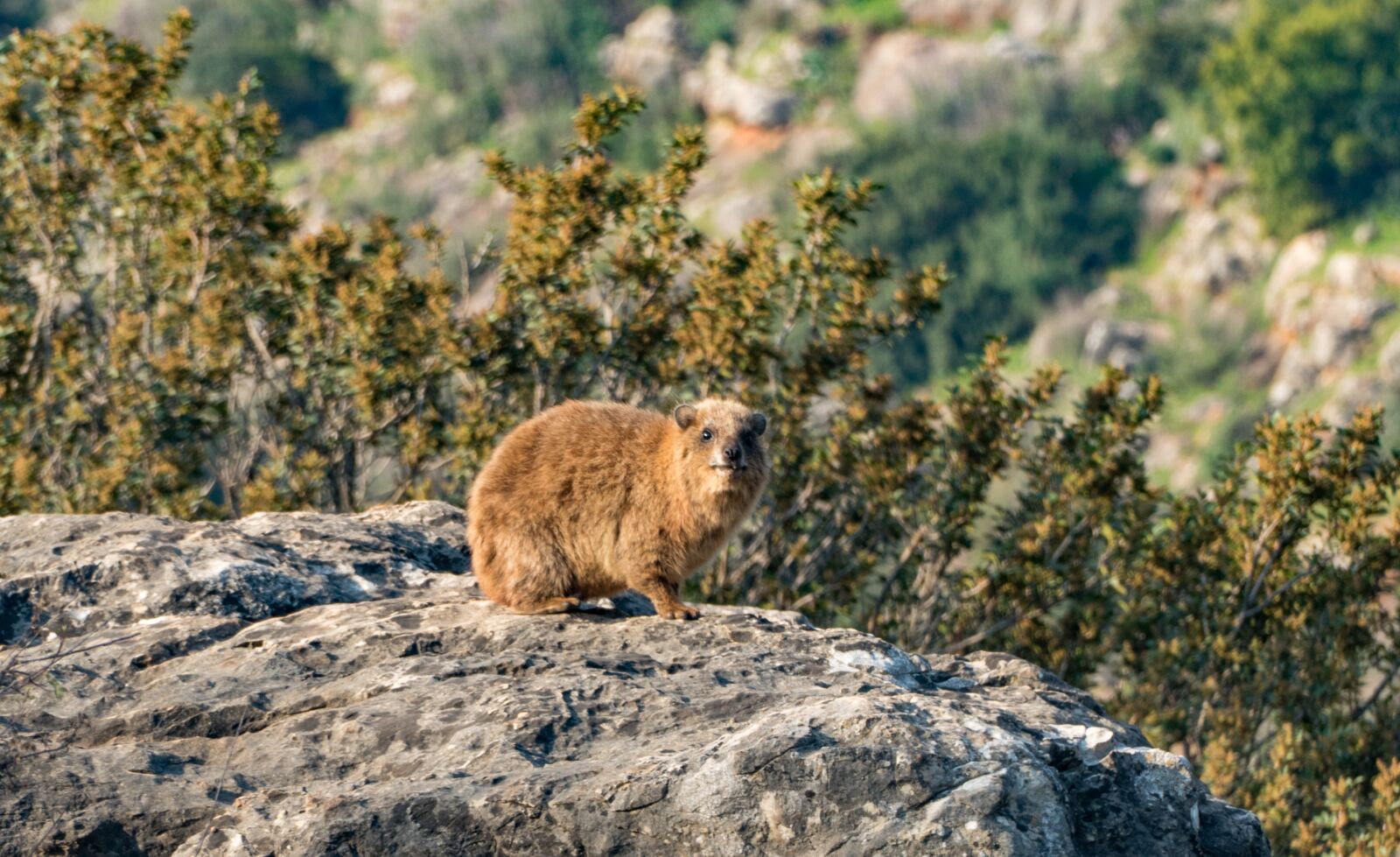 Panasonic Lumix DMC-FZ1000 sample photo. Rock hyrax, animal, nature photography