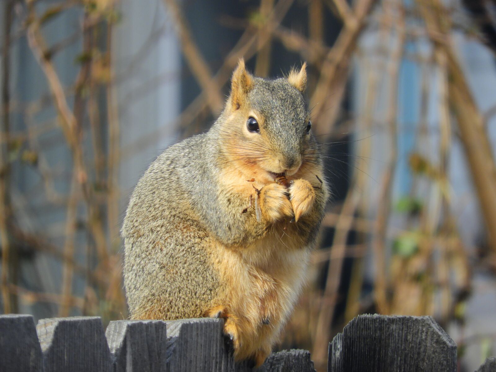 Nikon Coolpix B700 sample photo. Squirrel, nut, eating photography