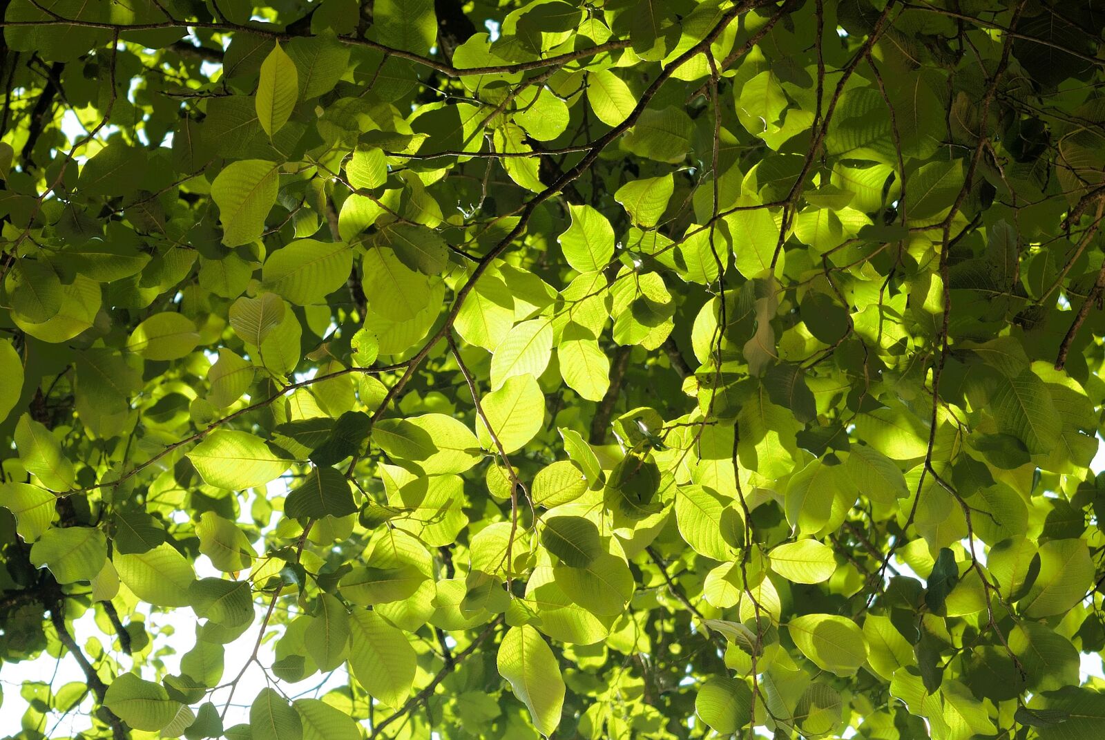 Nikon D3000 sample photo. Leaves, green, nature photography