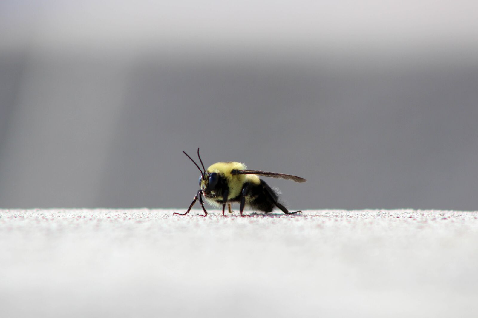 Canon EOS 600D (Rebel EOS T3i / EOS Kiss X5) sample photo. Bee, nature, insect photography