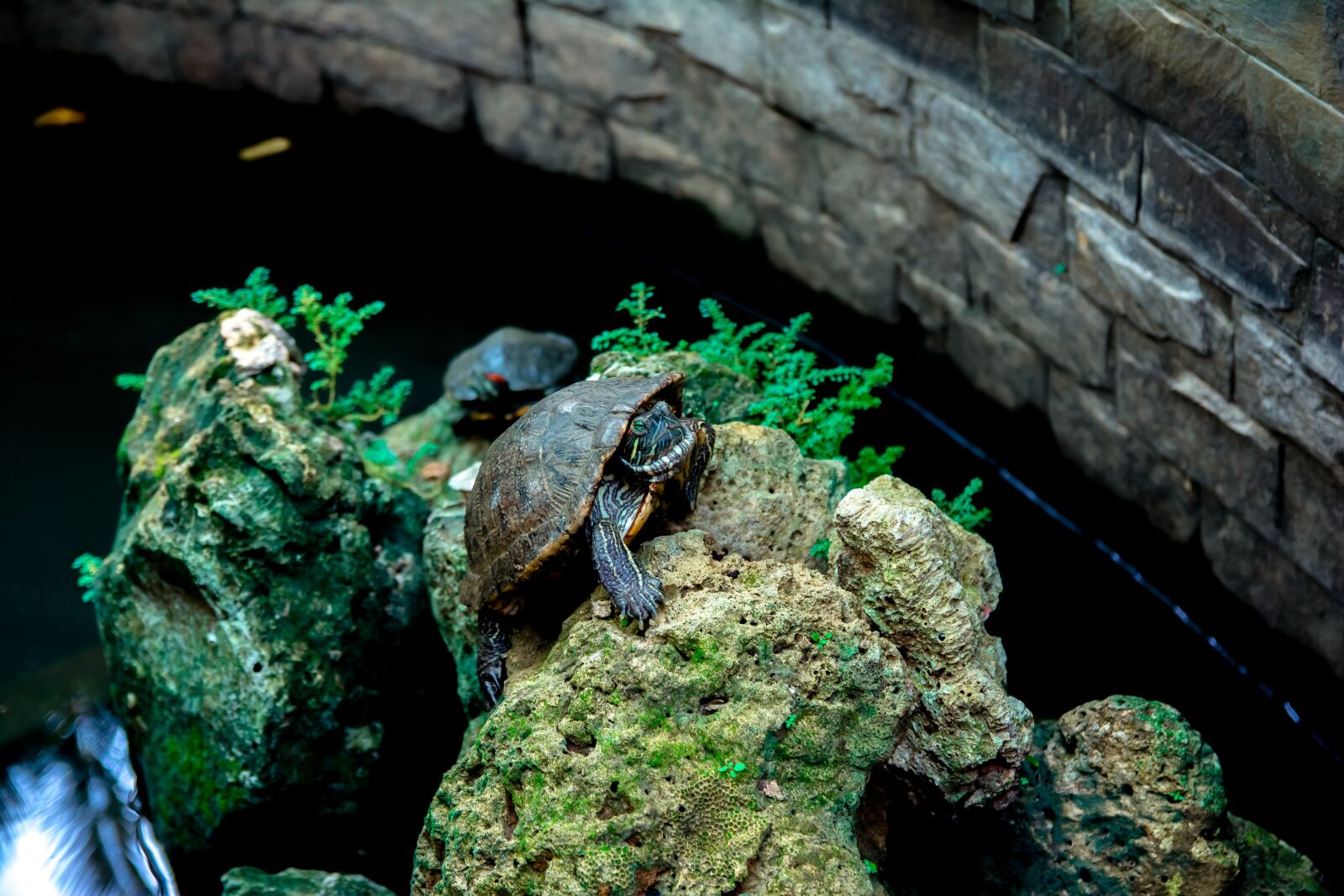 Nikon D5200 sample photo. Turtle, art, animal photography