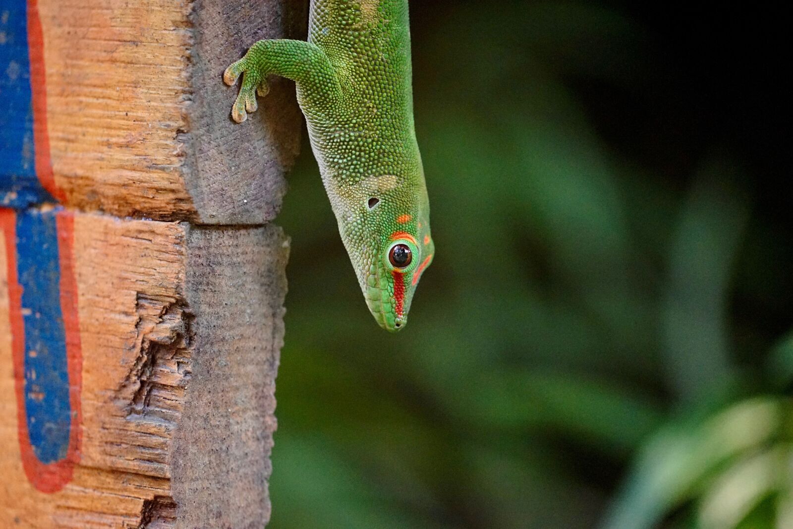 Sony a7 sample photo. Madagascar day gecko, masoala photography