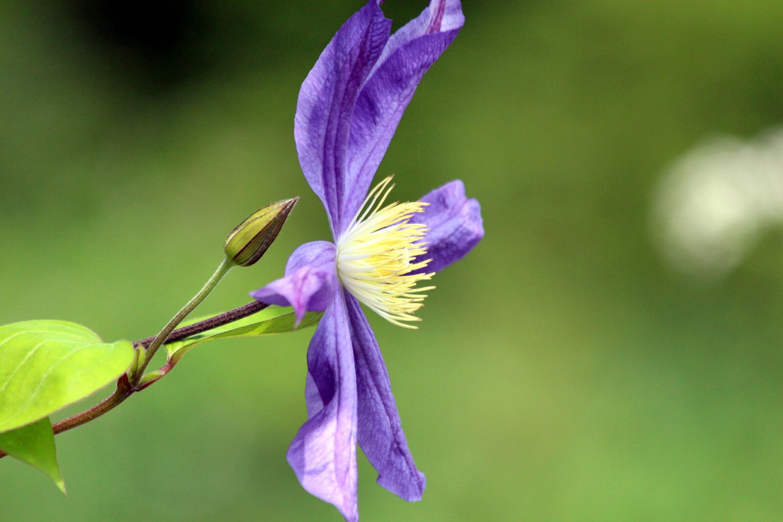 Canon EOS 650D (EOS Rebel T4i / EOS Kiss X6i) sample photo. Clematis, flower, plant photography