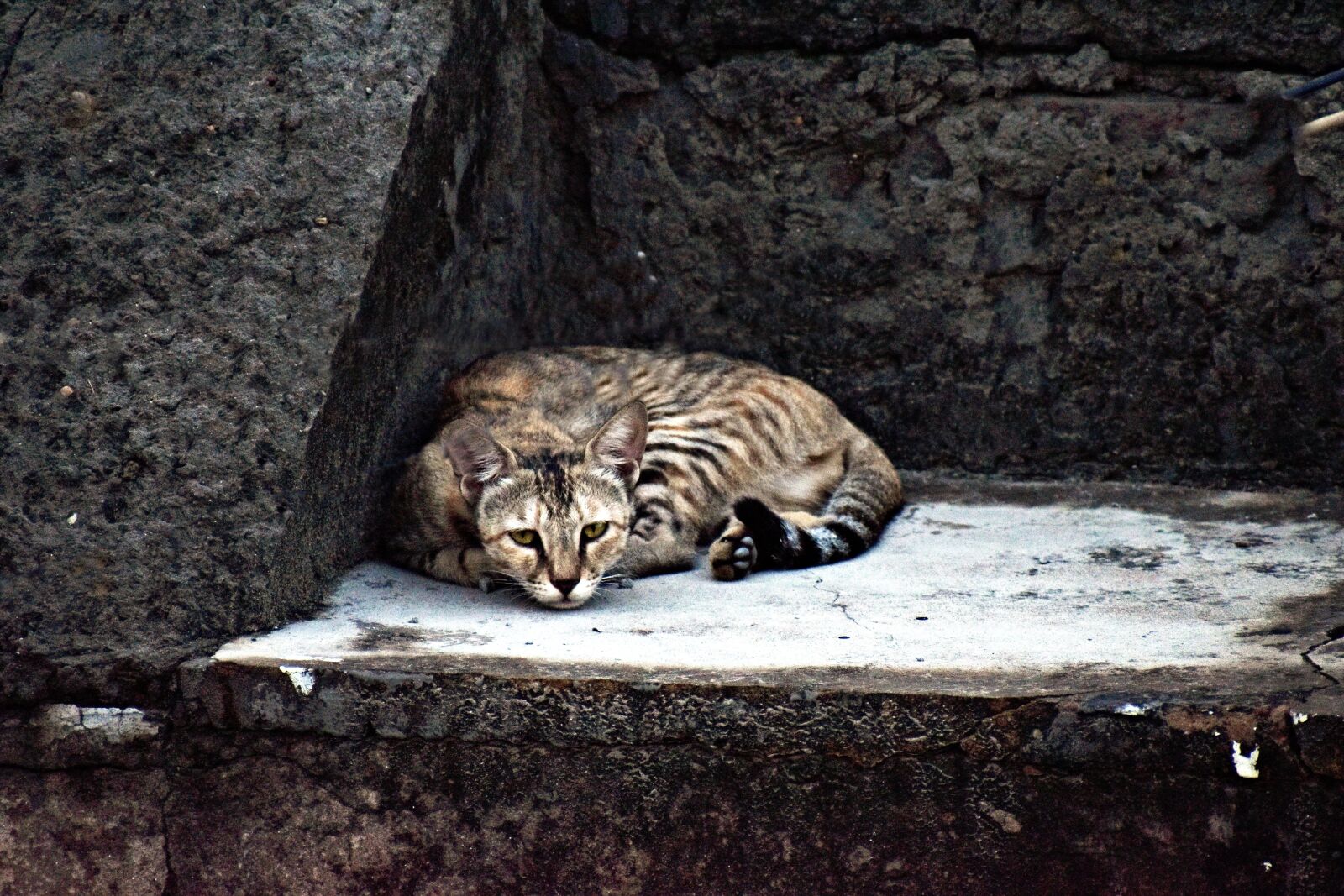 Nikon D5600 sample photo. Cat, pet, feline photography