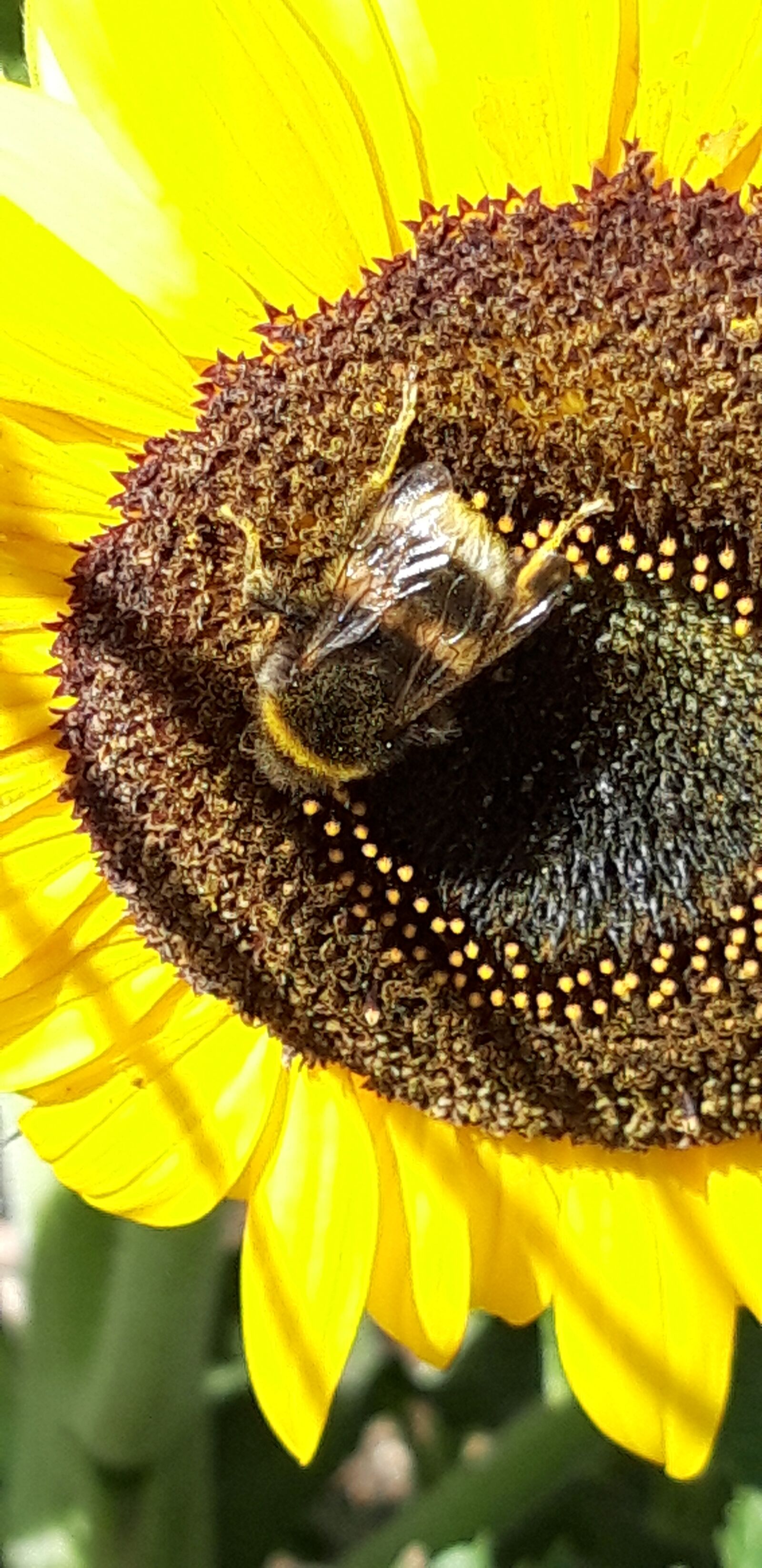 Samsung Galaxy A6 sample photo. Sunflower, nature, insect photography