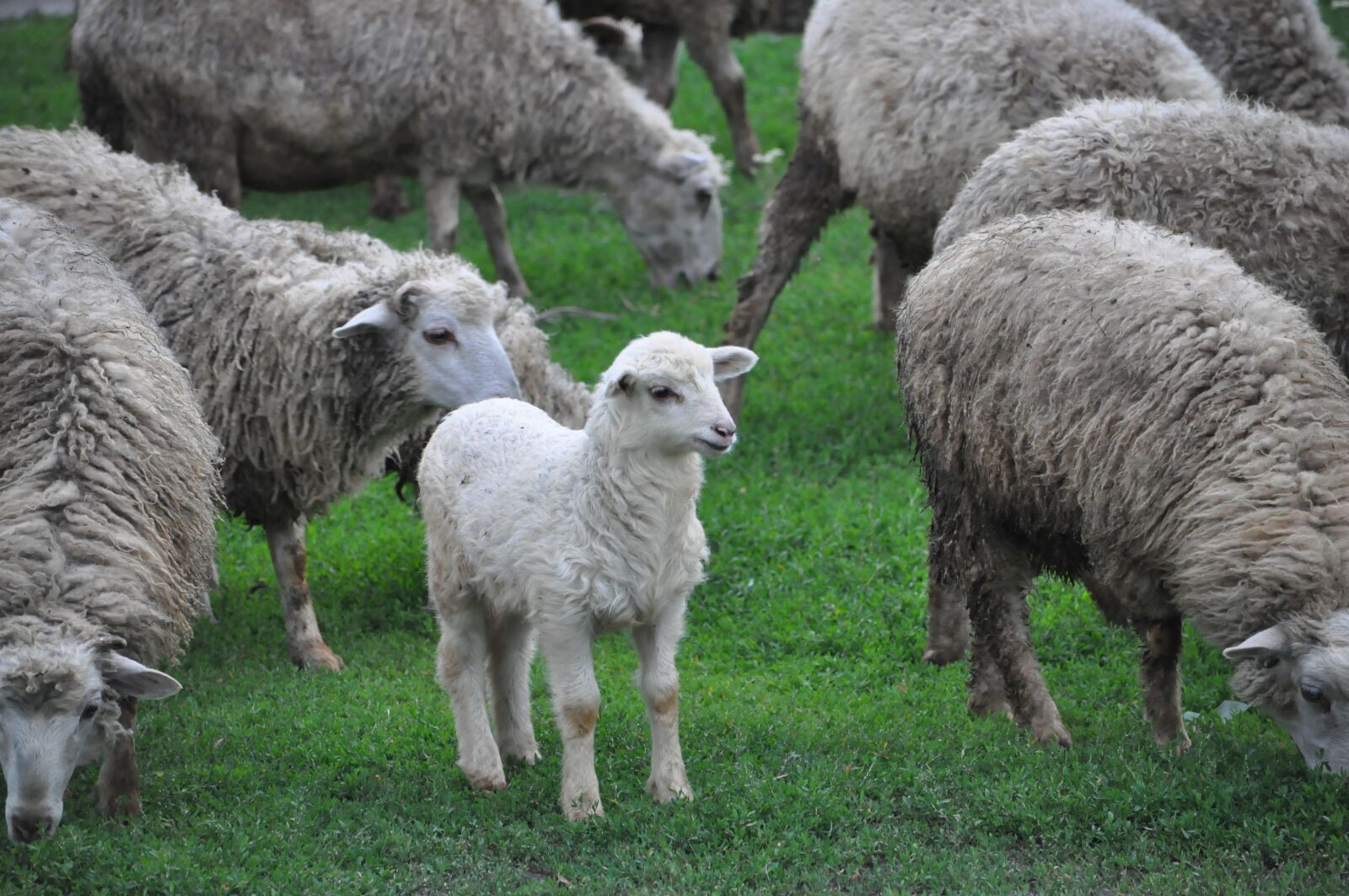 Nikon D90 sample photo. Farming, farm, lamb photography