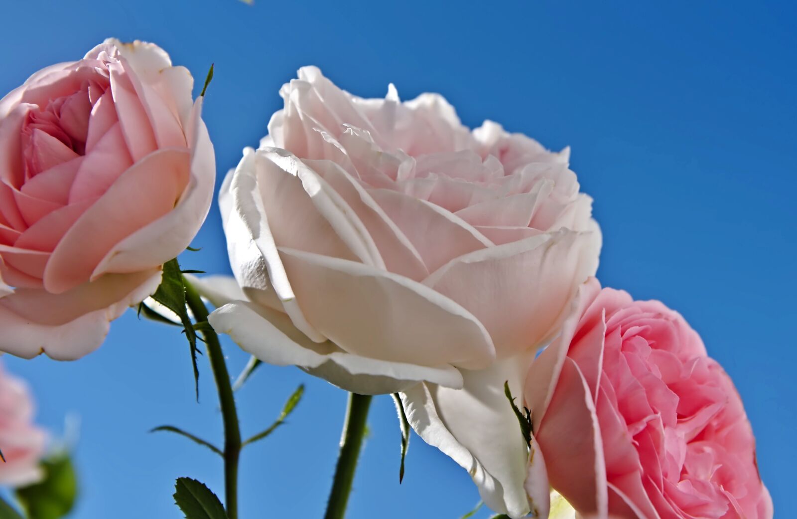 Nikon D750 sample photo. Roses, white, pink photography