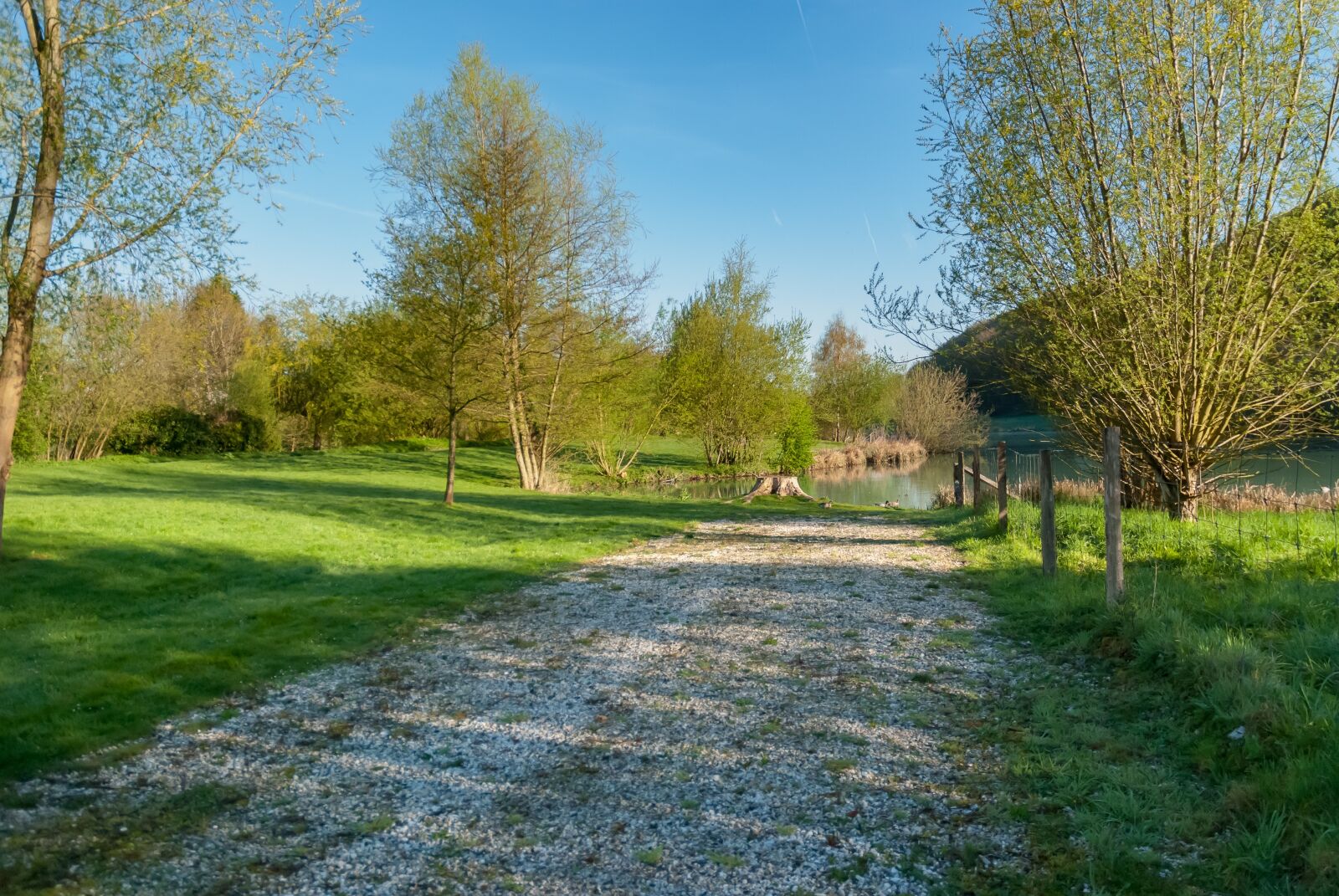 Nikon D80 sample photo. Tree, lawn, nature photography