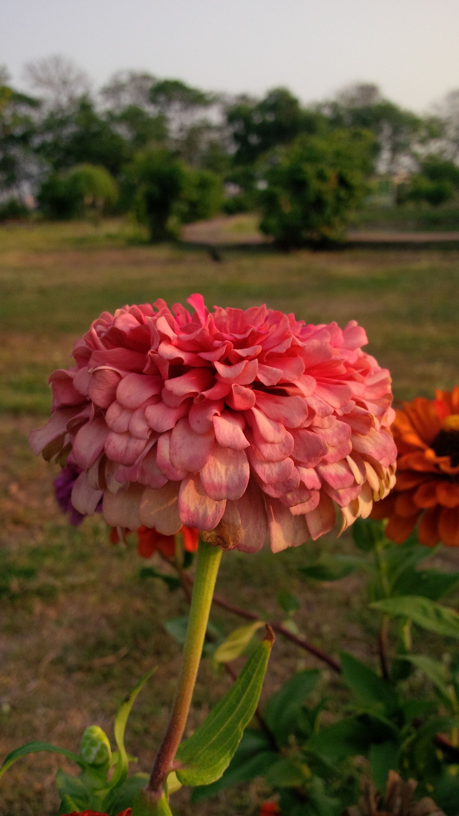 BlackBerry Z10 sample photo. Beautiful, flowers photography