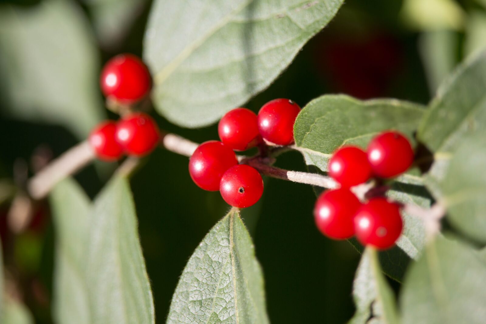 Canon EOS 700D (EOS Rebel T5i / EOS Kiss X7i) sample photo. Nature, leaf, berry photography