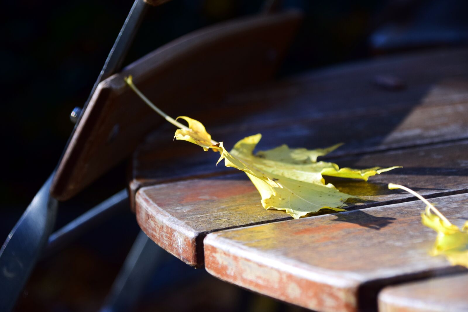 Nikon D3300 sample photo. Beer garden, autumn, leaves photography