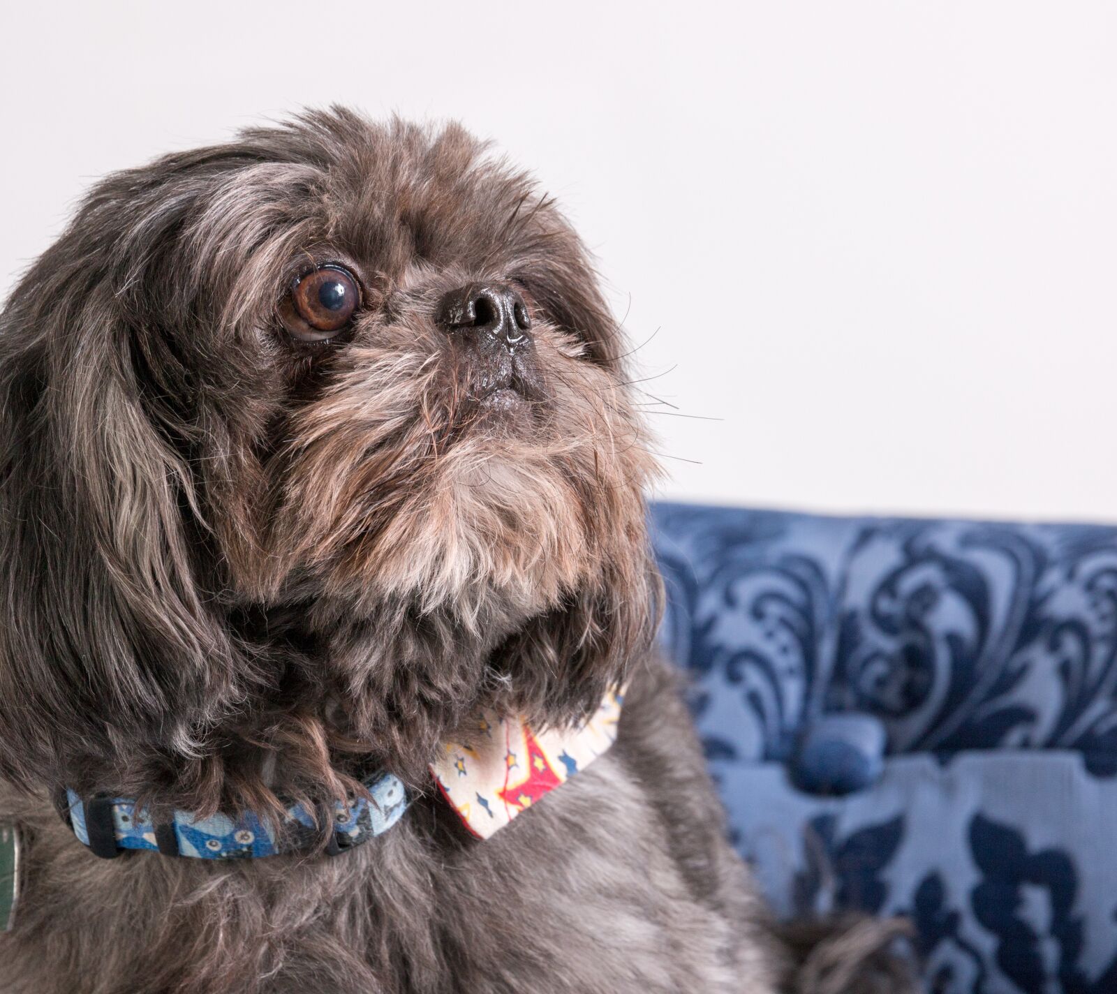 Canon EOS 70D sample photo. Dog, shih tzu, animal photography