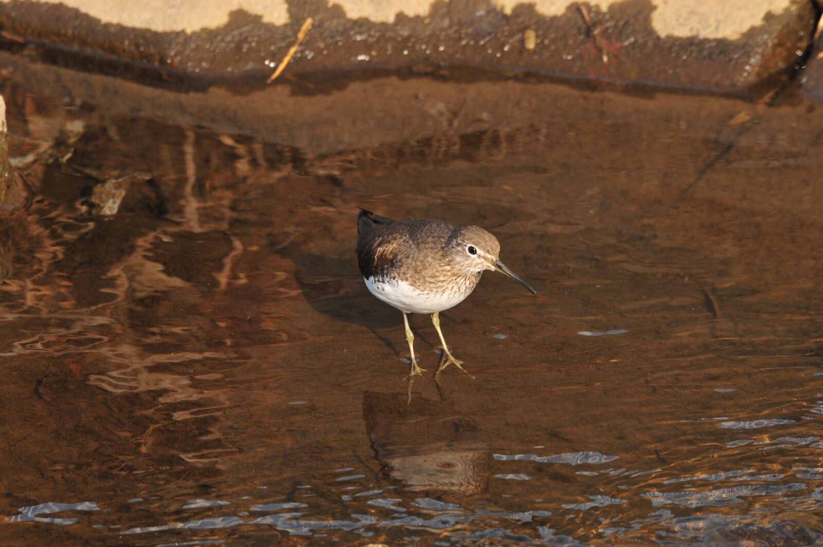 Nikon D300 sample photo. Bird, natural, waters photography