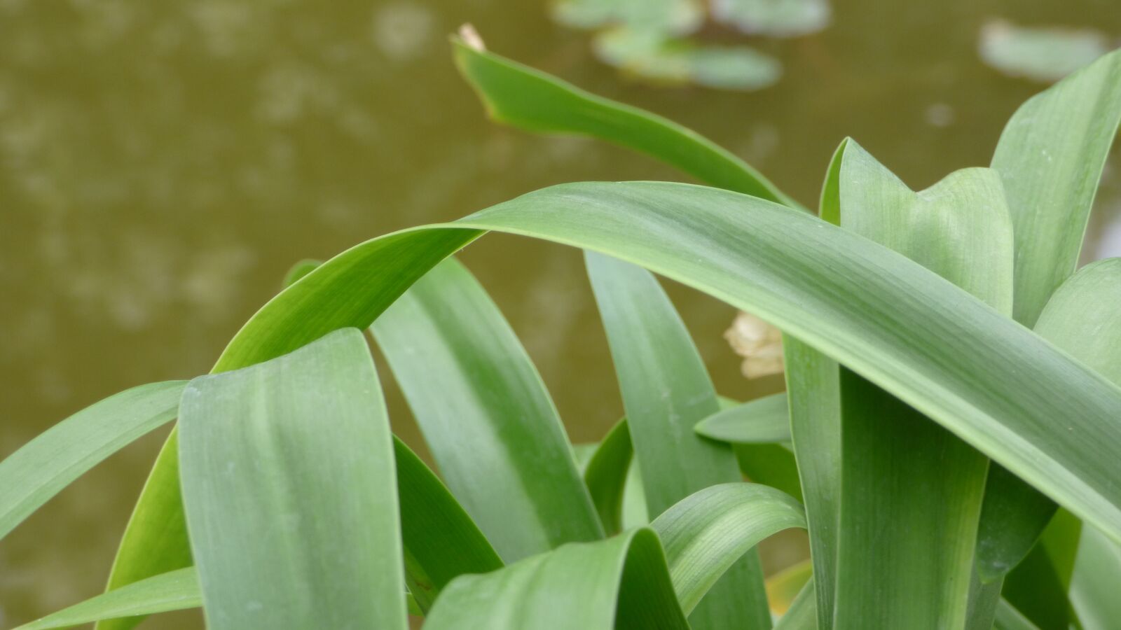 Panasonic DMC-FZ72 sample photo. Green plant, fauna, flora photography