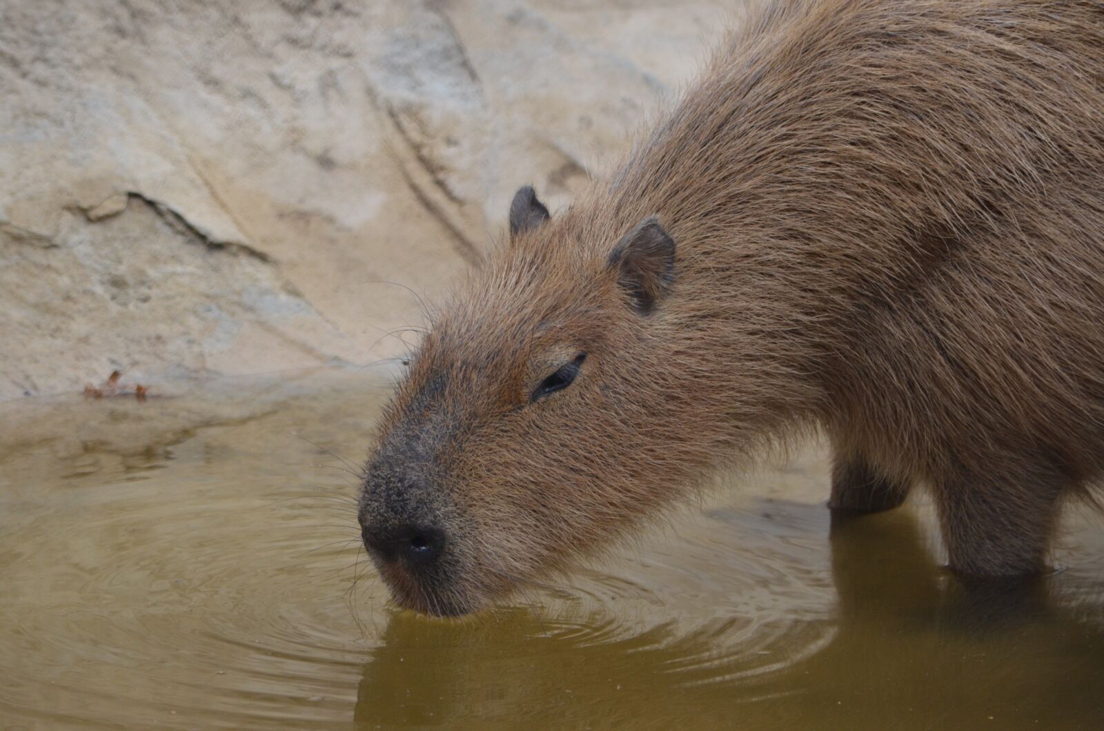 Nikon D7000 sample photo. Capybara, rodent, animal photography