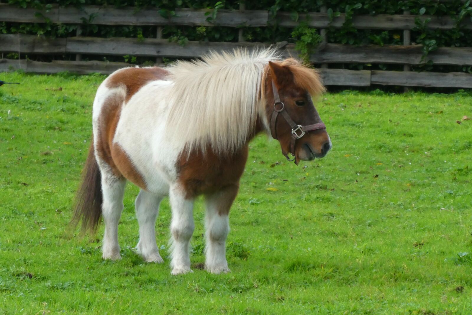 Panasonic Lumix DC-ZS70 (Lumix DC-TZ90) sample photo. Pony, pasture, grass photography