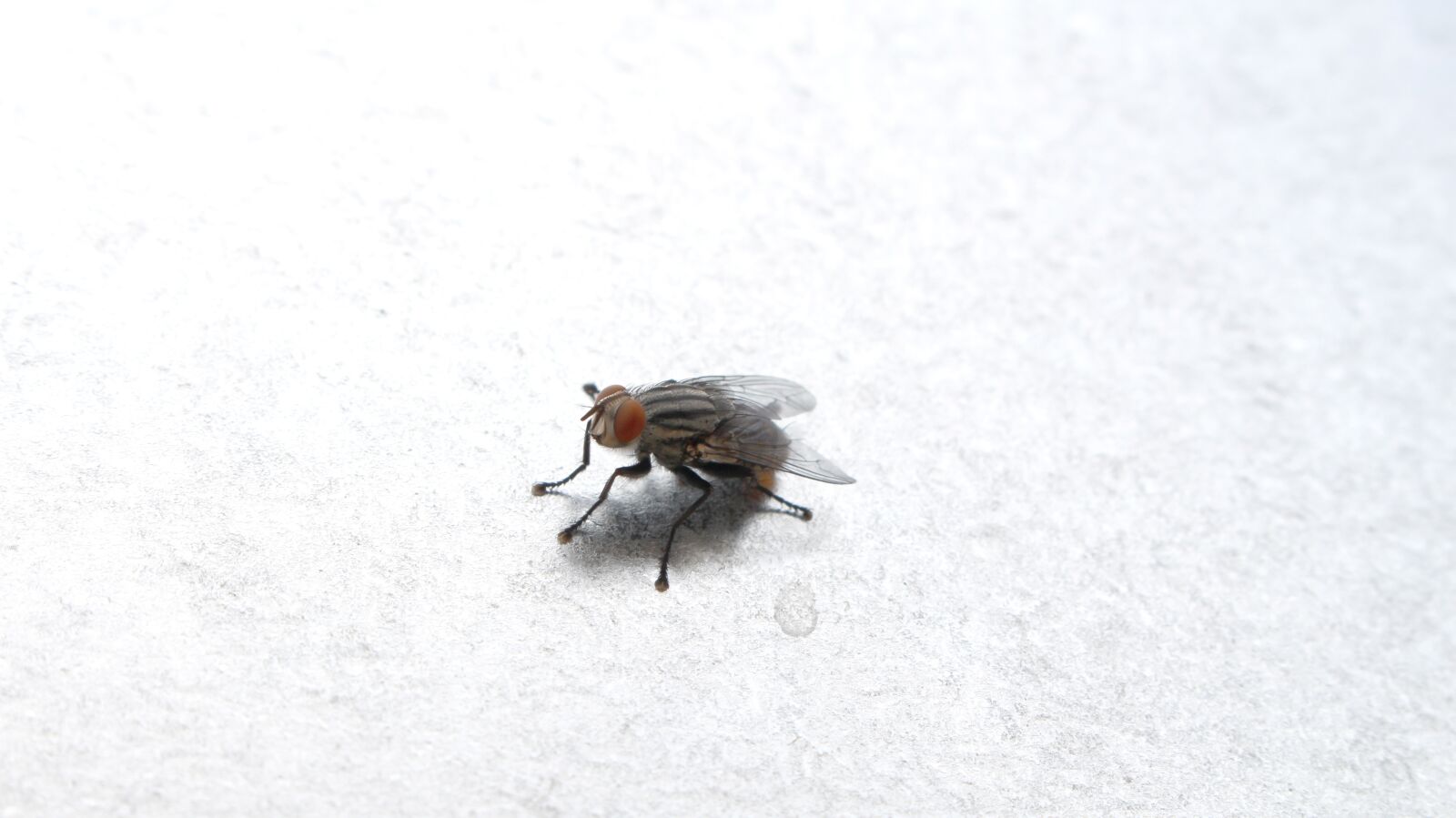 Canon EOS 700D (EOS Rebel T5i / EOS Kiss X7i) sample photo. Fly, insect, gross photography
