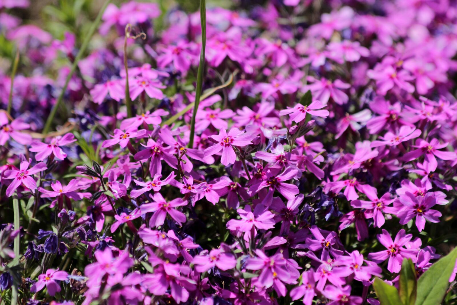 Canon EOS 650D (EOS Rebel T4i / EOS Kiss X6i) sample photo. Phlox subulate, phlox subulata photography