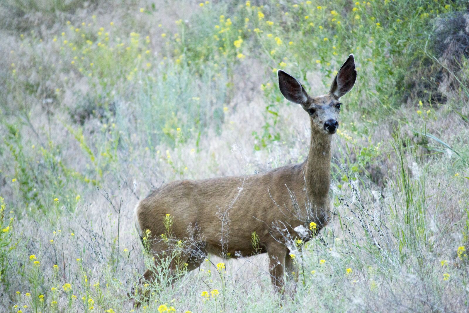 Nikon D3100 sample photo. Deer, mule, animal photography