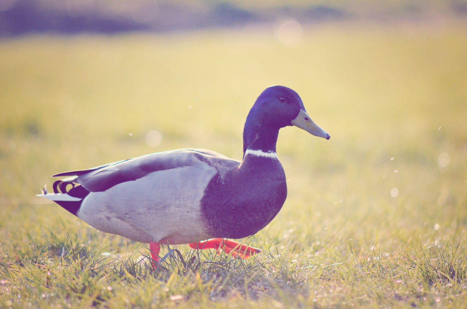 Nikon D5100 sample photo. Dreamy, duck, grass, park photography