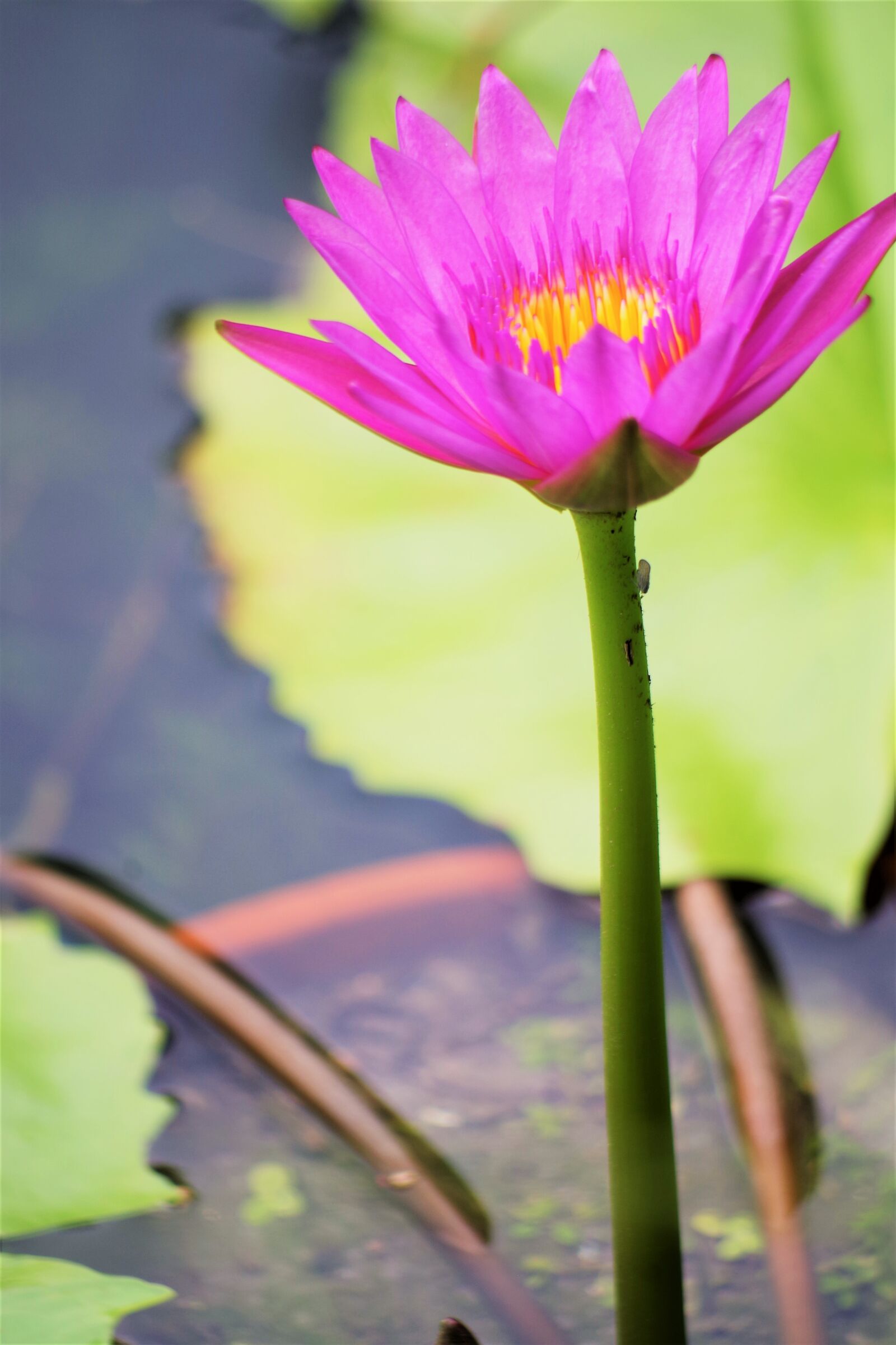 Pentax K-S2 sample photo. Water lily, solitaire, leaf photography