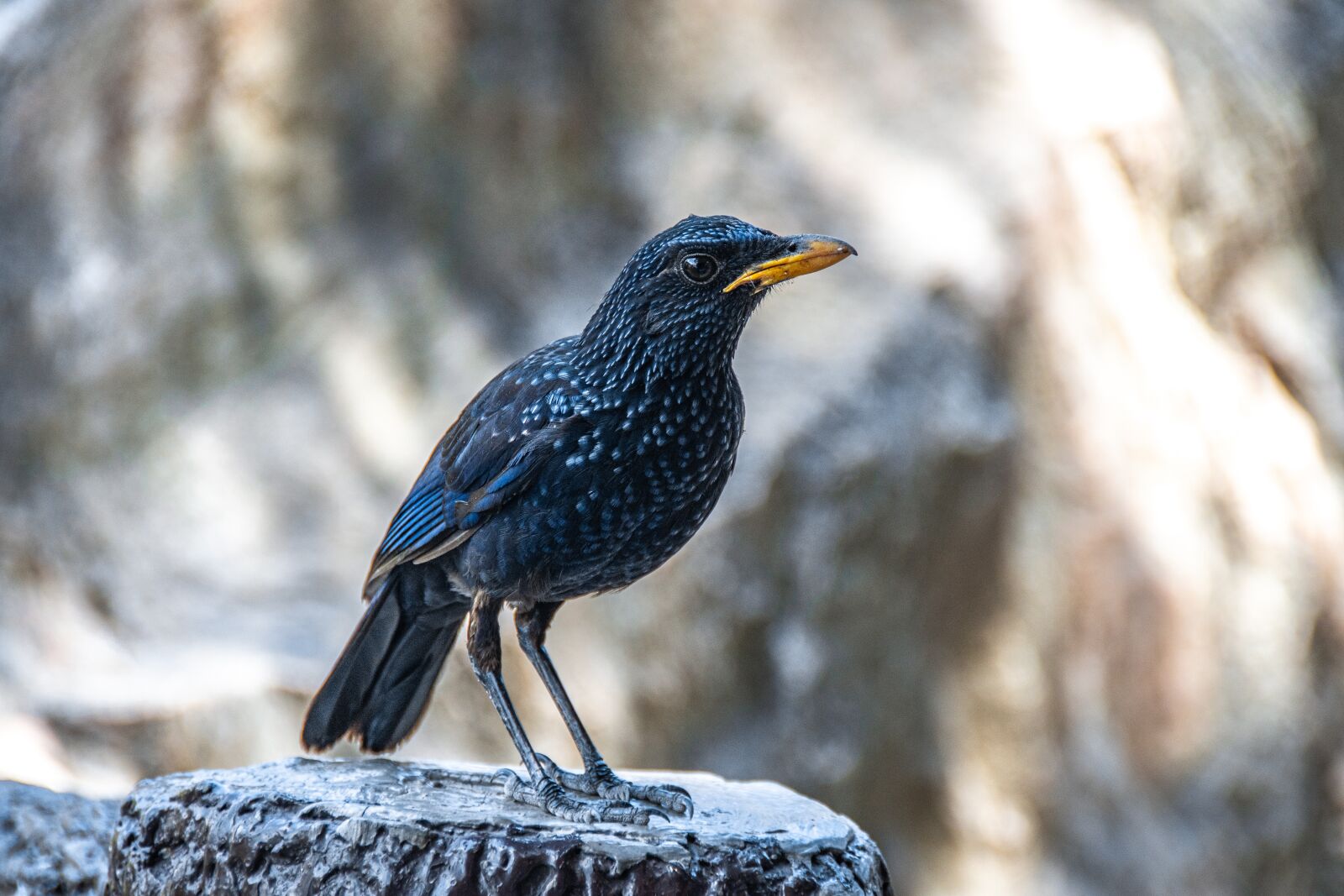 Nikon D5600 sample photo. Bird, animal, nature photography
