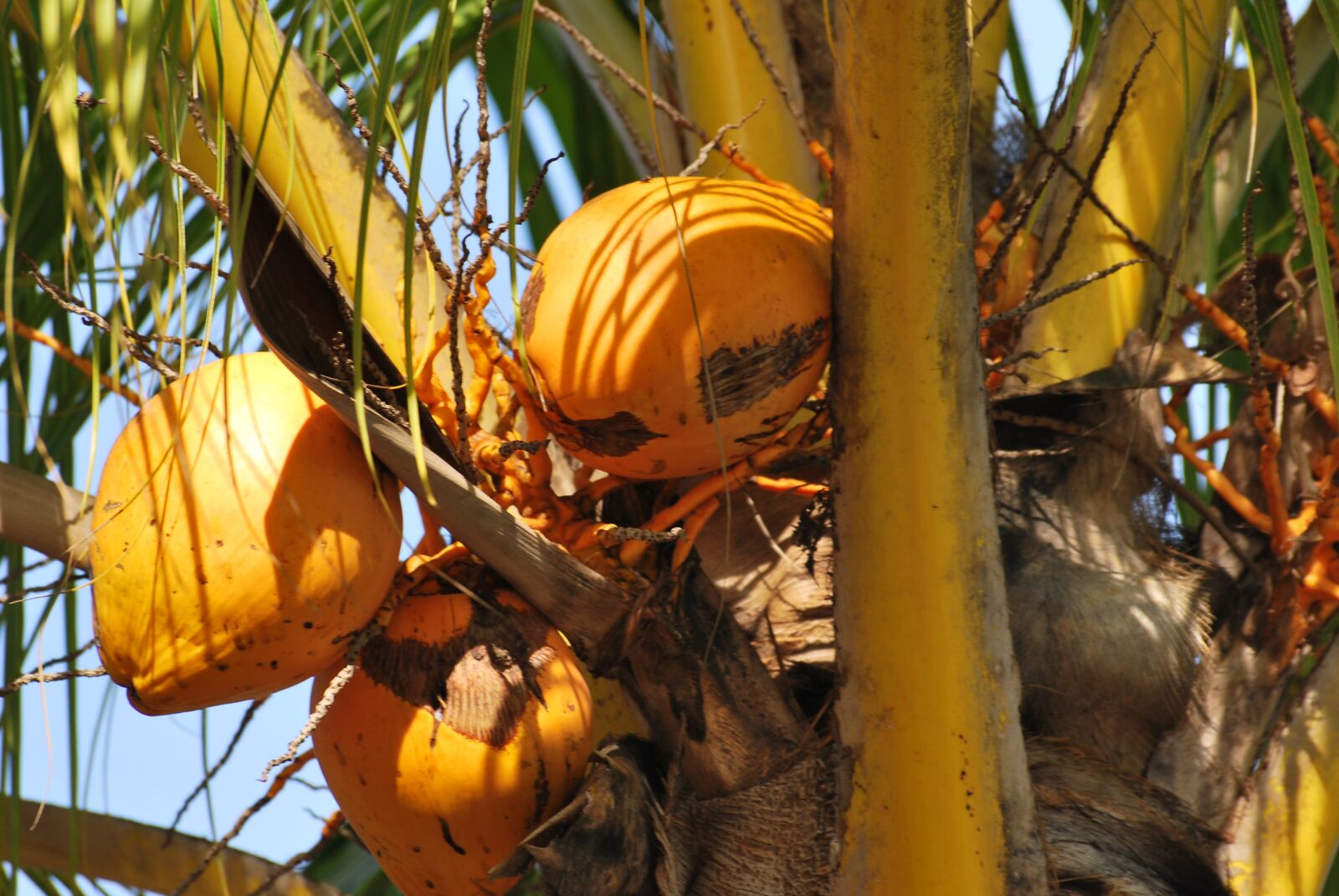 Nikon D60 sample photo. Coconut, palm, yellow photography