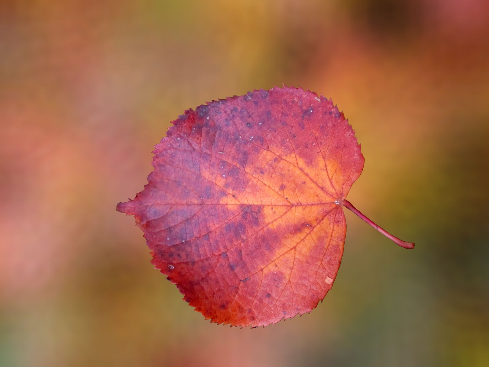Canon PowerShot ELPH 160 (IXUS 160 / IXY 150) sample photo. Autumn, autumn leaf, october photography