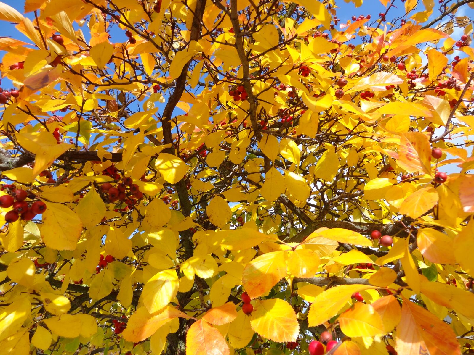 Sony Cyber-shot DSC-HX9V sample photo. Beauty, autumn, nature photography