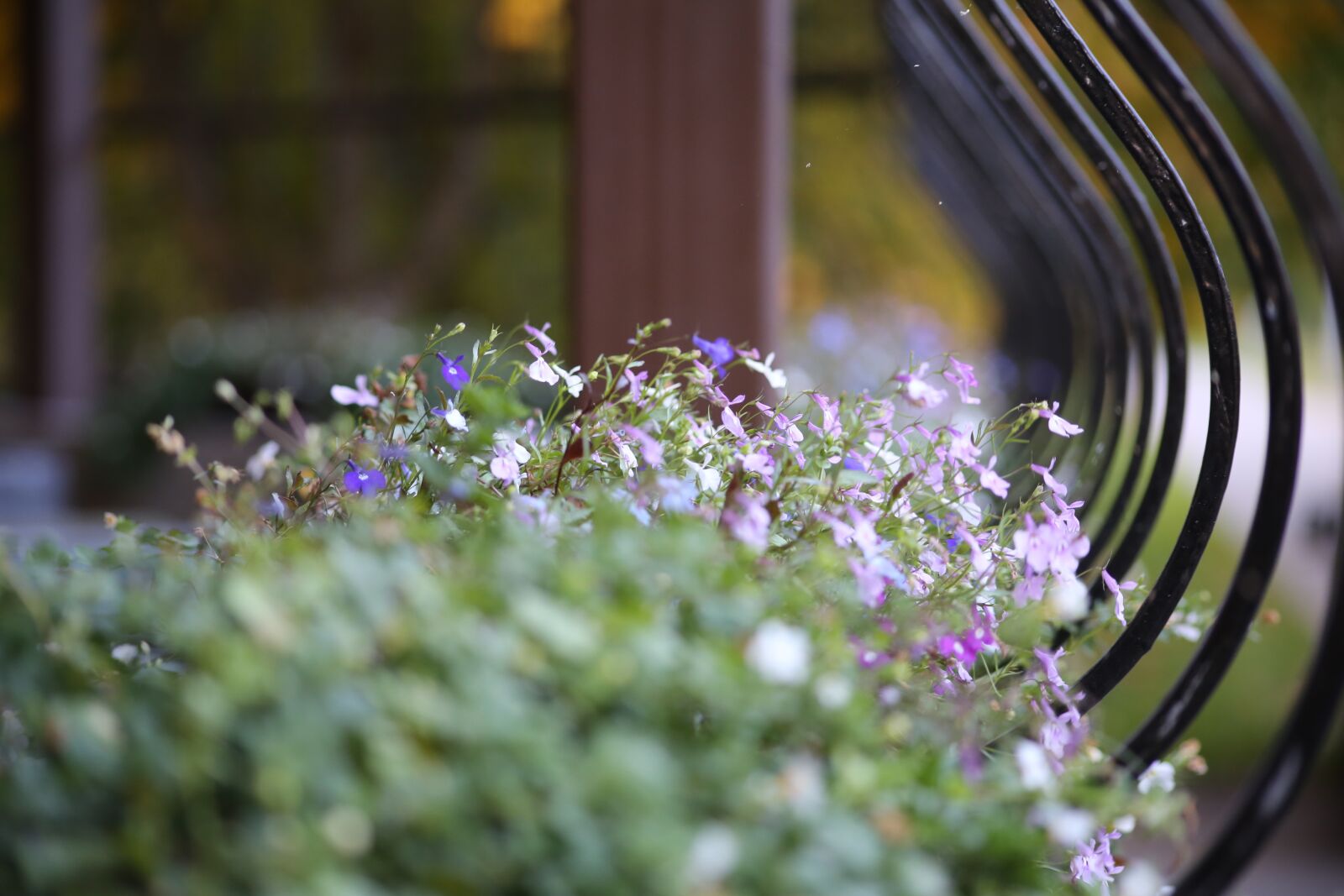 Canon EOS 6D sample photo. Flowers, lobelia, beds photography